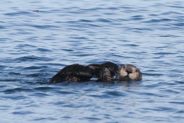 Sea Otter Floating on Its Back | Photo