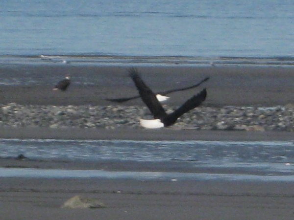 Bald Eagles Flying Over the Beach