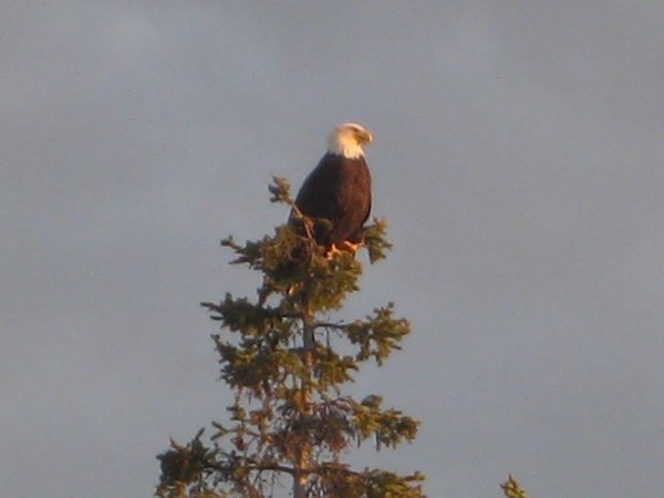 Bald Eagle in the Back Yard 