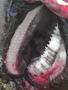 Salmon Shark Teeth