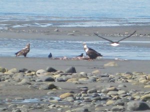Bald Eagles On the Beach