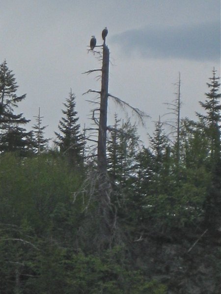 eagles at Bear Cove