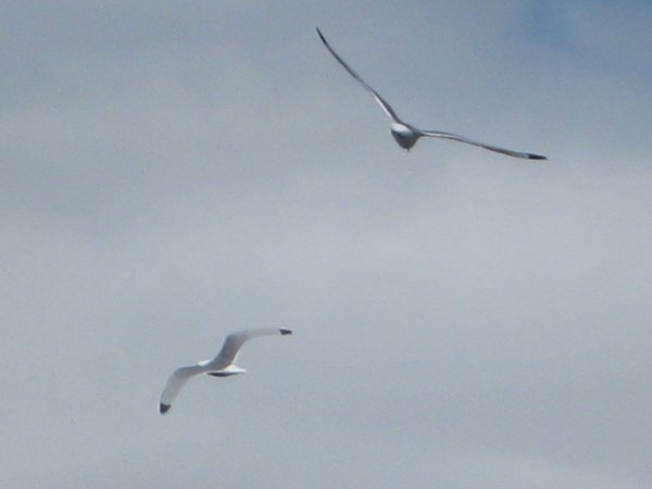 gulls overhead