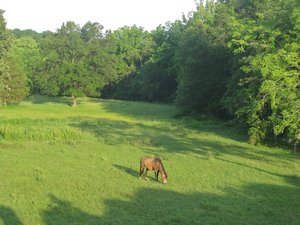 Horse in the Pasture