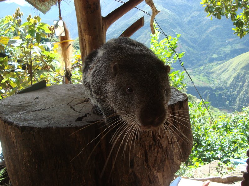 Strange rodent, tapiwara, on the way to Macha Pichu