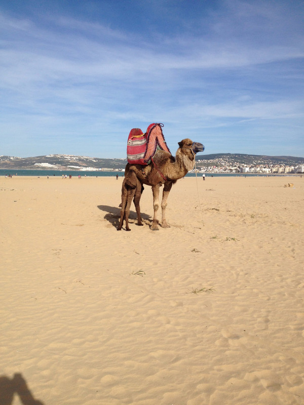 Camel and her baby on the beach