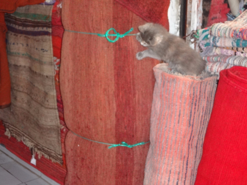 Kittens Playing In the Souks