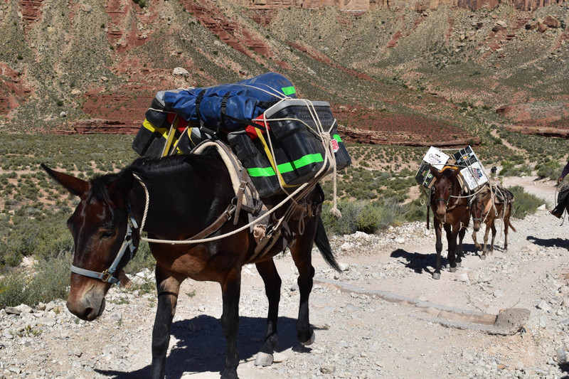 Donkeys On The Trail