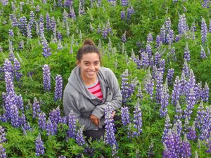Lupines Along The Side of Highway 1