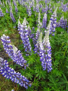 Lupines Along The Side of Highway 1