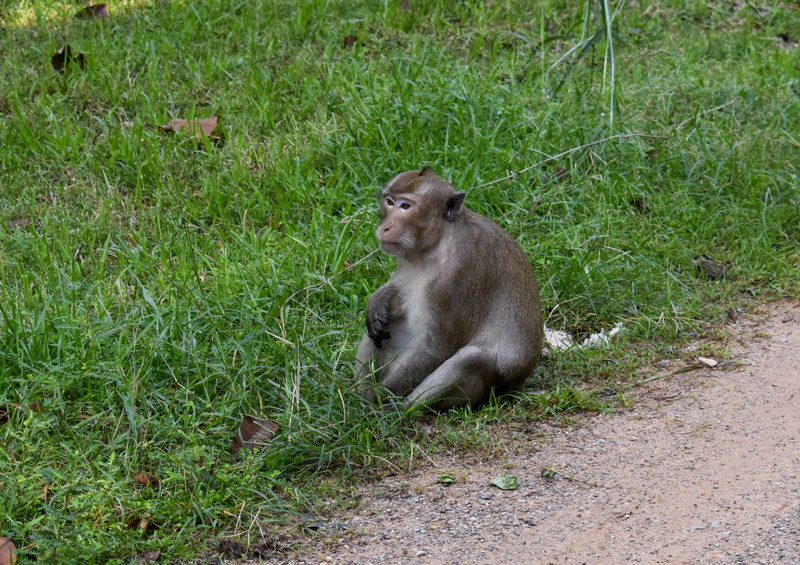 Macaque at Angkor Wat