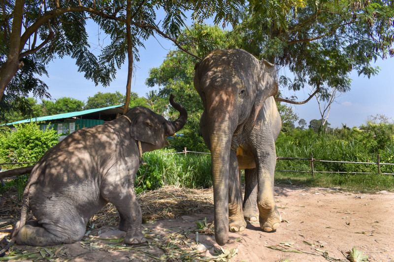 Elephant Jungle Sanctuary in Pattaya