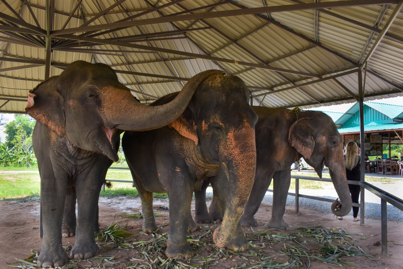 Elephant Jungle Sanctuary in Pattaya