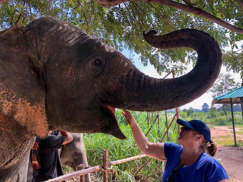 Elephant Jungle Sanctuary in Pattaya