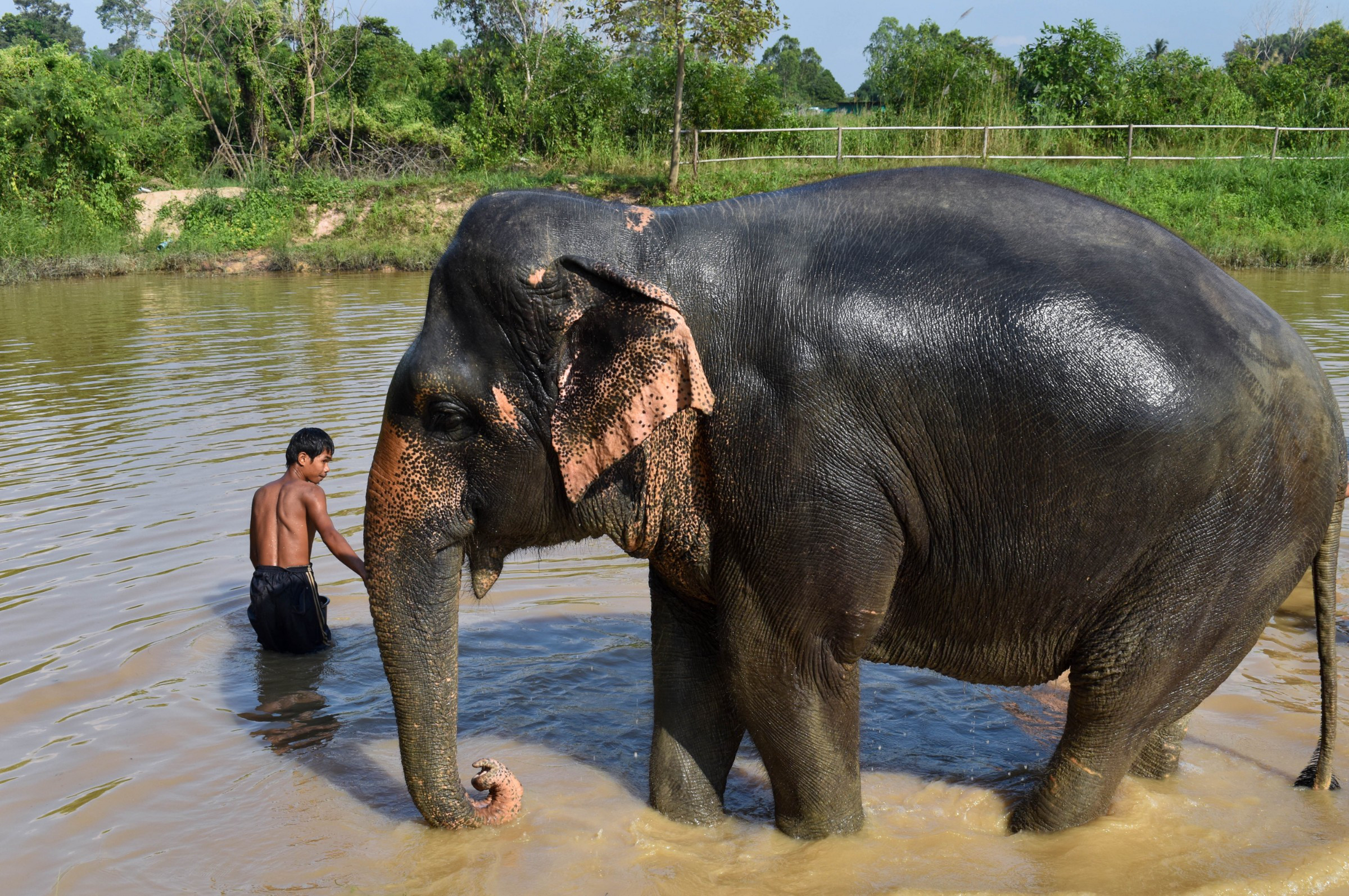 Elephant Jungle Sanctuary in Pattaya | Photo