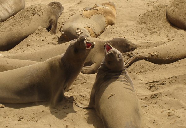 Elephant Seals in San Simeon