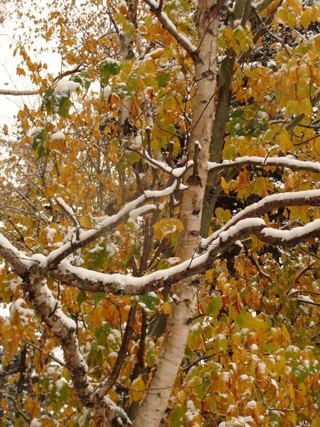 Fall Colors and Fresh Snow