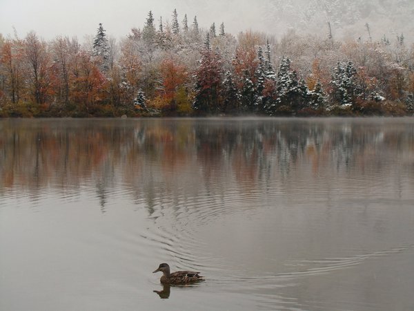The Lone Duck On The Lake