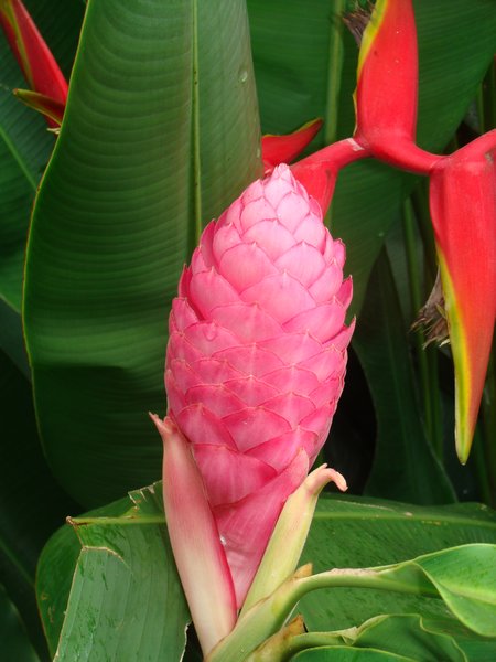 More Costa Rican Flora