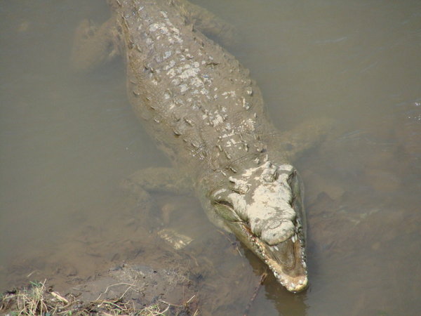River Crocodiles