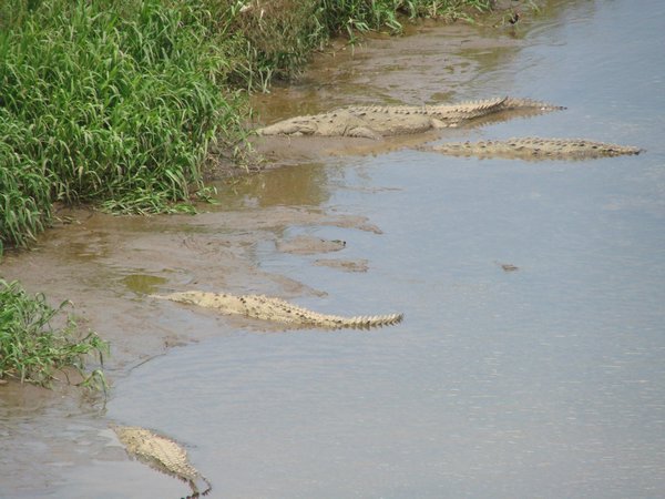 Crocodiles on The Banks of The Rio Tarcoles