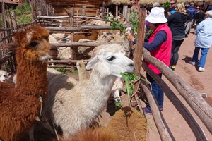 Feeding The Alpacas & Llamas