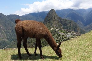 The Llamas of Machu Picchu