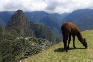 The Llamas of Machu Picchu