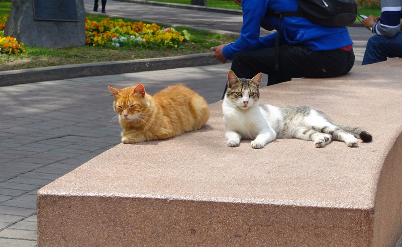 Cats of Miraflores Central Park