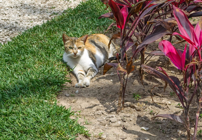 Cats of Miraflores Central Park