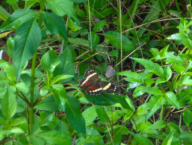 Butterflies on the Trail to Xunantunich