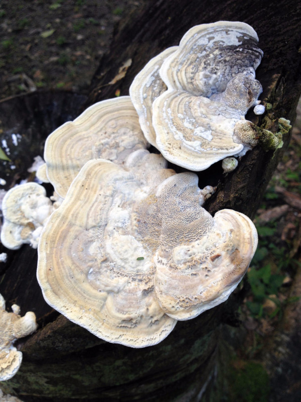 Strange Fungus at Cahal Pech