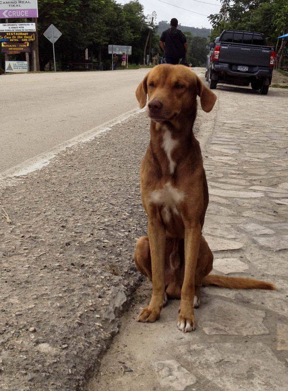 Guatemalan Doggie