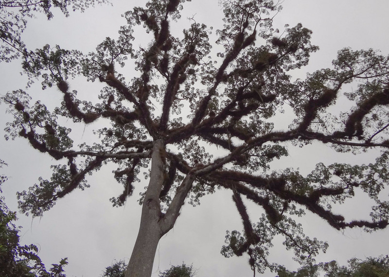 Canopy of a Ceiba Tree