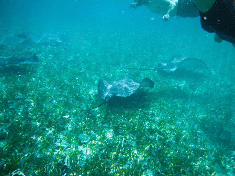 Snorkeling With Sting Rays