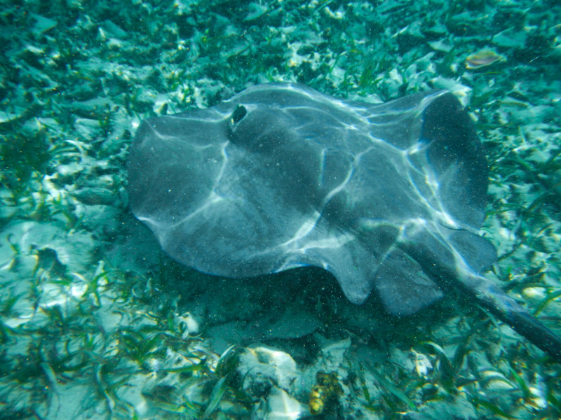 Snorkeling With Sting Rays
