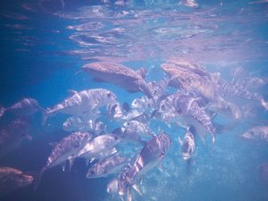 Snorkeling With Fish & Sharks