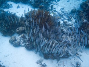 Group of Fish in The Coral Reef