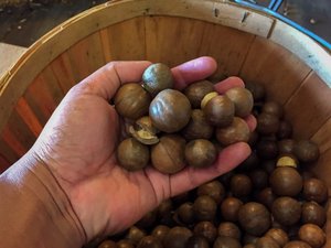 Basket of Macadamia Nuts