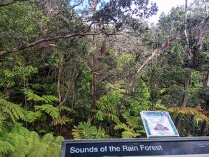 The Rainforest Near Thurston Lava Tube