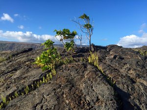 Plants Trying To Make It Through The Lava Landscape