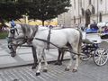 Horse Drawn Carriage in Prague's Old Town