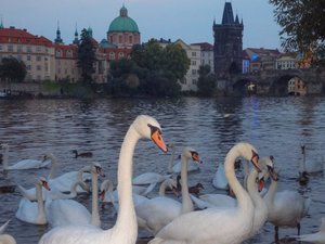 Swans on the Vltava River