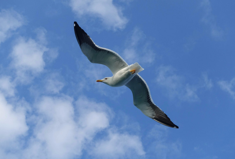 Swedish Seagull