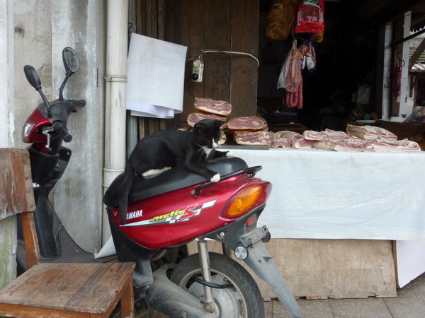 a cute cat that lived in a meat shop
