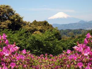 Mt Fuji from Nihondaira, just near Mario's place