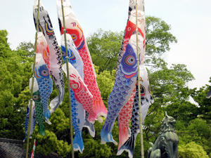 Carp for Boy's Day Festival (Koinobori Matsuri)