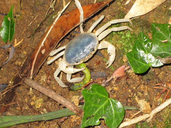 Blue crab we saw on the way back from the lookout