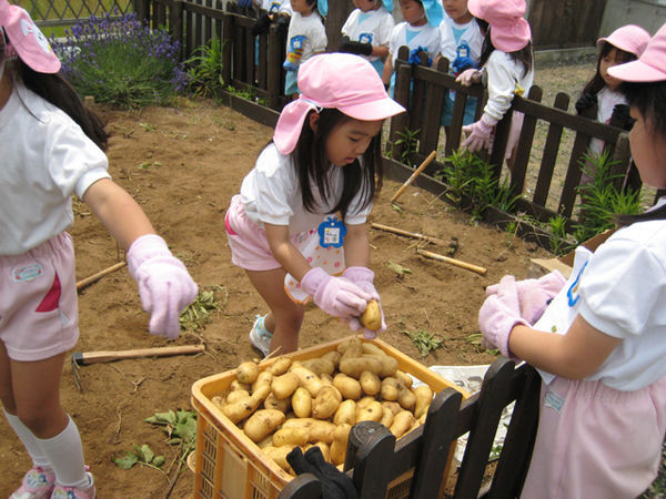 Collecting Potatoes