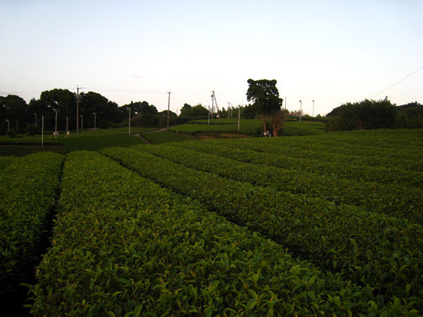 Ocha - green tea